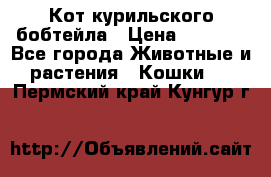 Кот курильского бобтейла › Цена ­ 5 000 - Все города Животные и растения » Кошки   . Пермский край,Кунгур г.